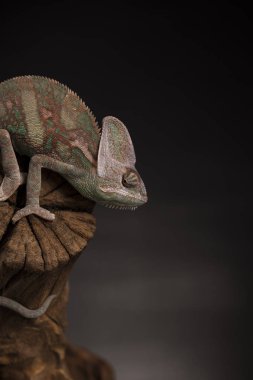 Kök yeşil bukalemun