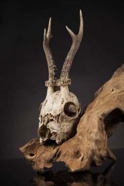 Geyik kafatası yıpranmış