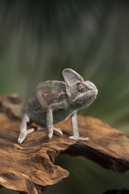 Yeşil kertenkele, bukalemun