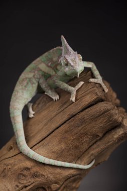 Kök yeşil bukalemun