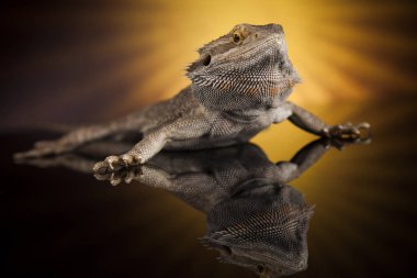 Hayvan kertenkele, sakallı Ejder