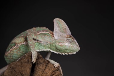 Kök yeşil bukalemun