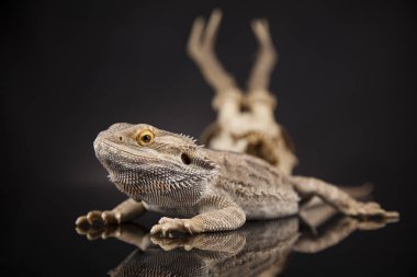 Dragon kertenkele ve kafatası