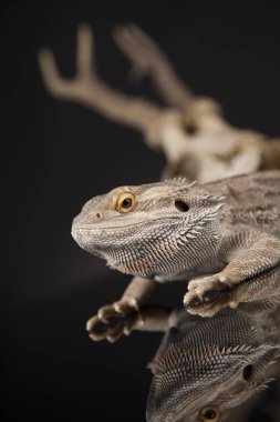 Dragon kertenkele ve kafatası 