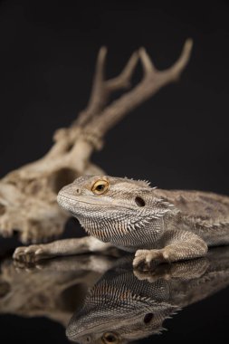 Hayvan kafatası ile Agama kertenkele