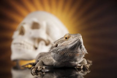 Kafatası ile sakallı agama