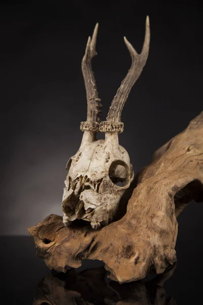 Weathered deer skull