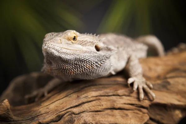 Kök Dragon sakallı 