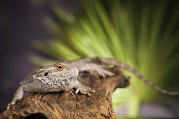 Lagarto de dragón Agama —  Fotos de Stock