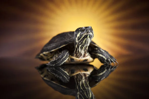 Hauswasserschildkröte — Stockfoto