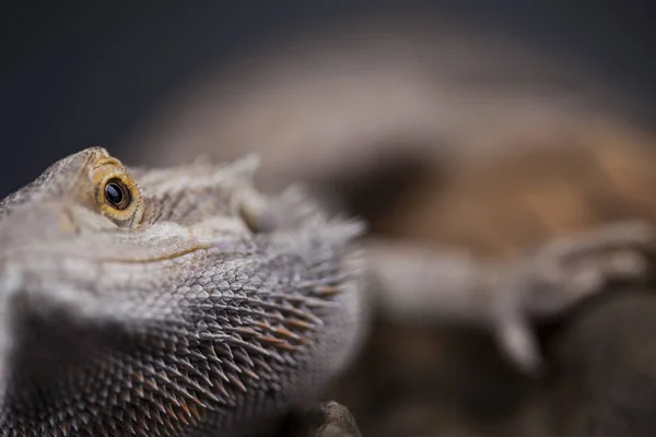 Agama lagarto barbudo — Fotografia de Stock