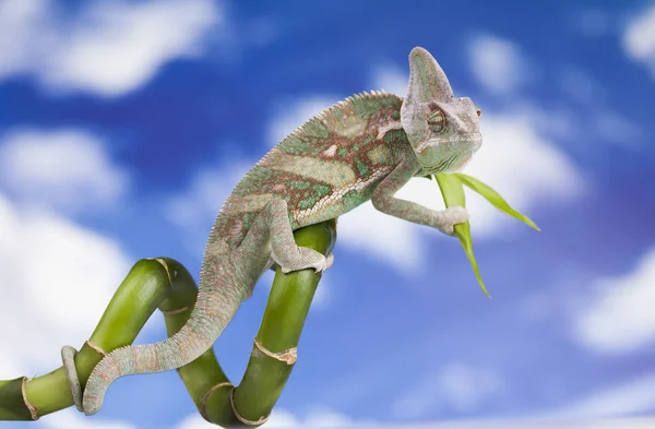 Green chameleon lizard — Stock Photo, Image