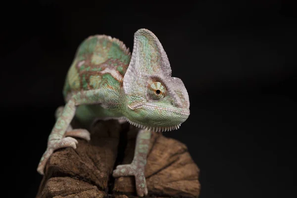 Green chameleon on root — Stock Photo, Image