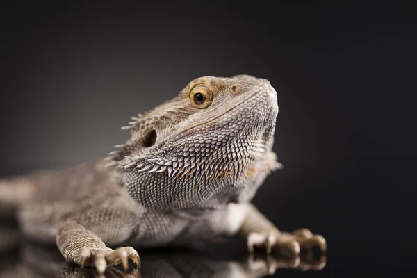 Agama-Drachenechse — Stockfoto