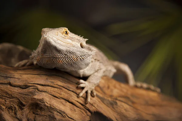 Agama bearded lizard — Stock Photo, Image