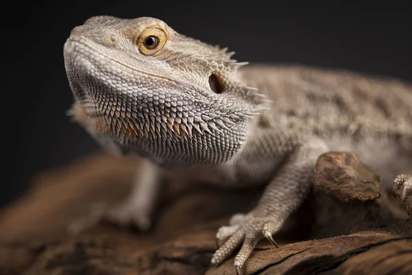 Agama bearded lizard — Stock Photo, Image