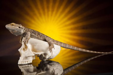 Kertenkele insan kafatası ile