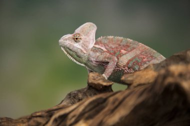 Bukalemun kertenkele kök dizininde oturur