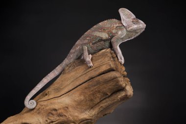 Kök yeşil bukalemun