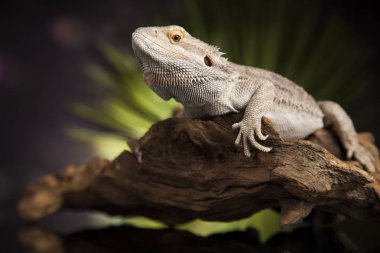 Kök Dragon sakallı 
