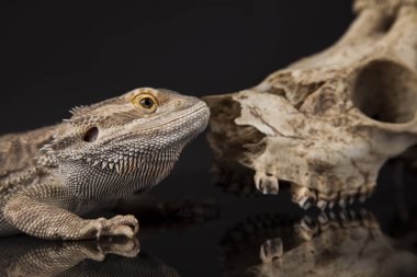 Dragon kertenkele ve kafatası