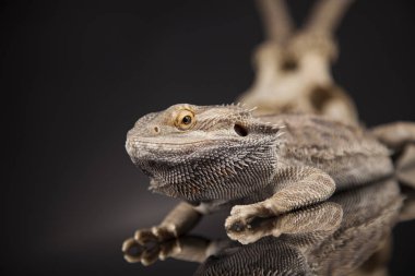 Dragon kertenkele ve kafatası 