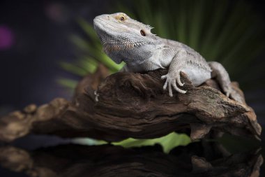 Kök Dragon sakallı 