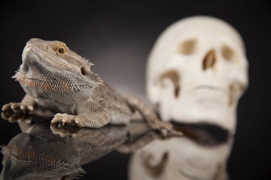 Kertenkele insan kafatası ile