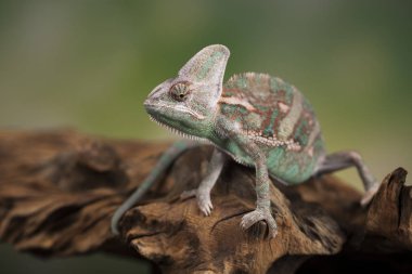 Bukalemun kertenkele kök dizininde oturur