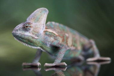 Yeşil kertenkele, bukalemun