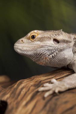 Sakallı agama kertenkele 