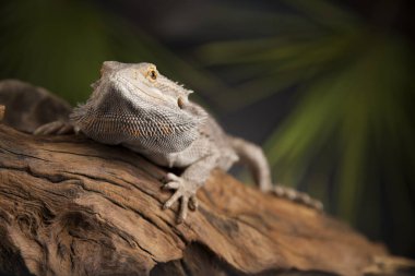 Hayvan kertenkele, sakallı Ejder