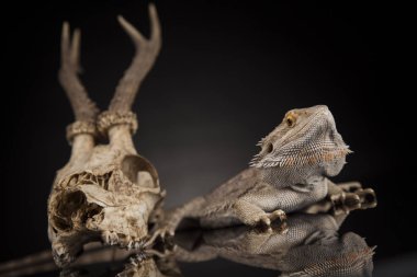 Dragon kertenkele ve kafatası