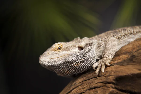 Sakallı agama kertenkele 
