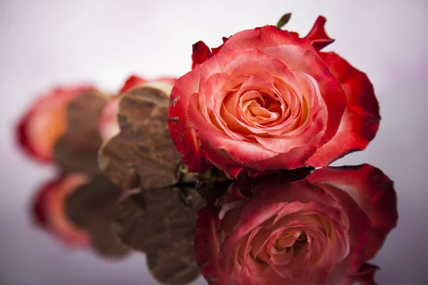 Strauß frischer Rosen — Stockfoto