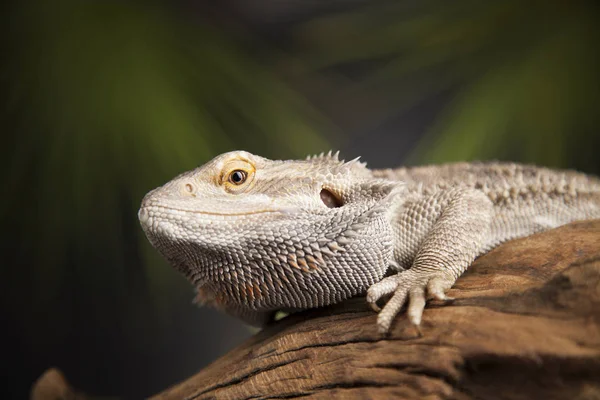 Wurzelbartdrache — Stockfoto