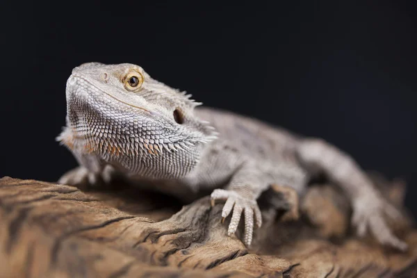 Agama bearded lizard — Stock Photo, Image