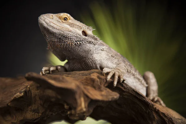 Sakallı agama kertenkele 