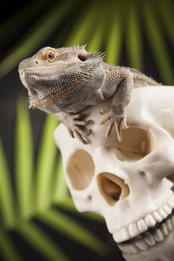 Kertenkele insan kafatası ile