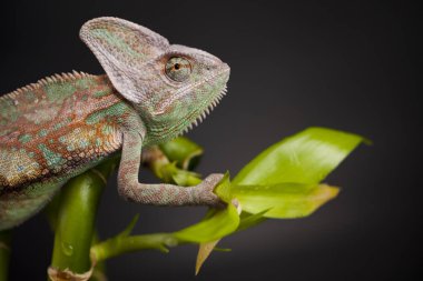 Bambu üzerinde yeşil bukalemun