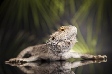 Hayvan kertenkele, sakallı Ejder