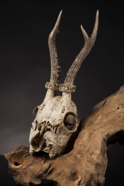 Geyik kafatası yıpranmış