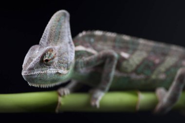 Bambu üzerinde yeşil bukalemun