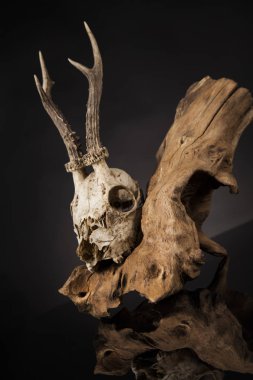 Geyik kafatası yıpranmış