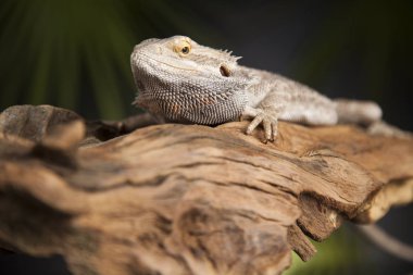 Kök Dragon sakallı 