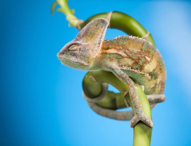 Yeşil bukalemun kertenkele