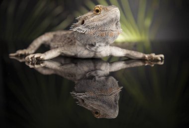 Agama Ejderha Kertenkele