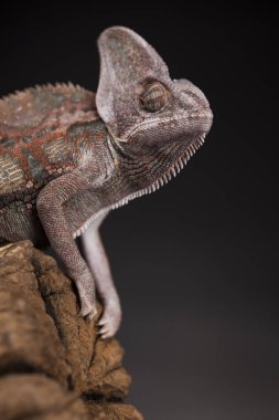 Kök yeşil bukalemun