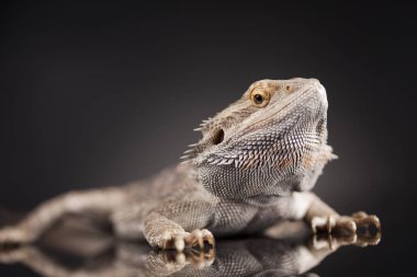 Sakallı agama kertenkele 