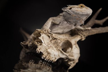 Dragon kertenkele ve kafatası